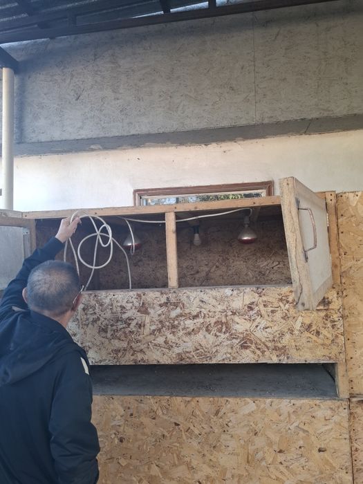 Брудер для цыплят