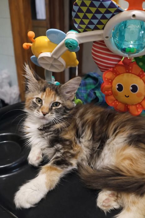 Котята Мейн кунов