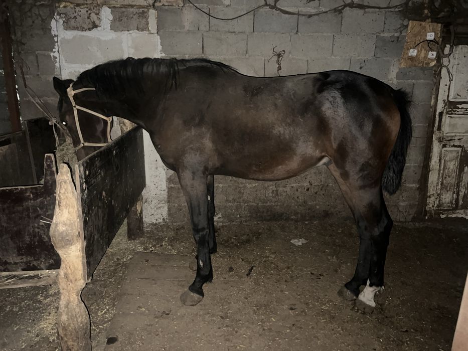 Продам жеребца 2 года