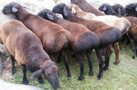 Qochqor, qoy, кочкор, кой, куй, quy,