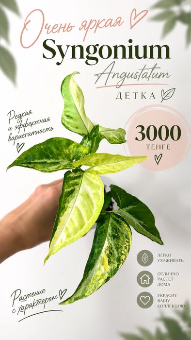 Монстера Эскелето