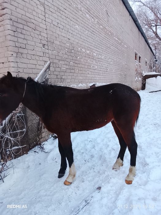 Продам лошадь молодую