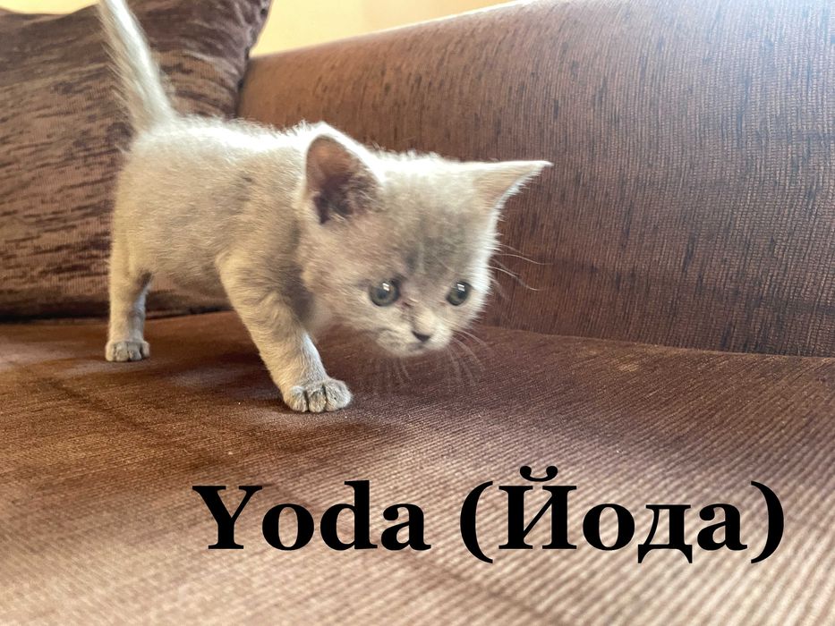 Британски късокосмести котенца