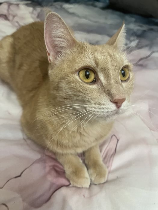 Передержка котов