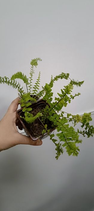 Папоротник:2000 тенге