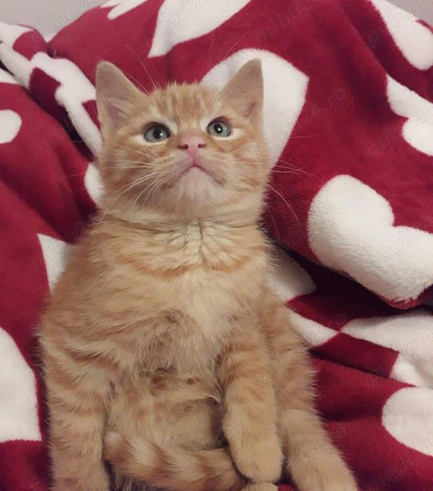 Siberiană de Pădure