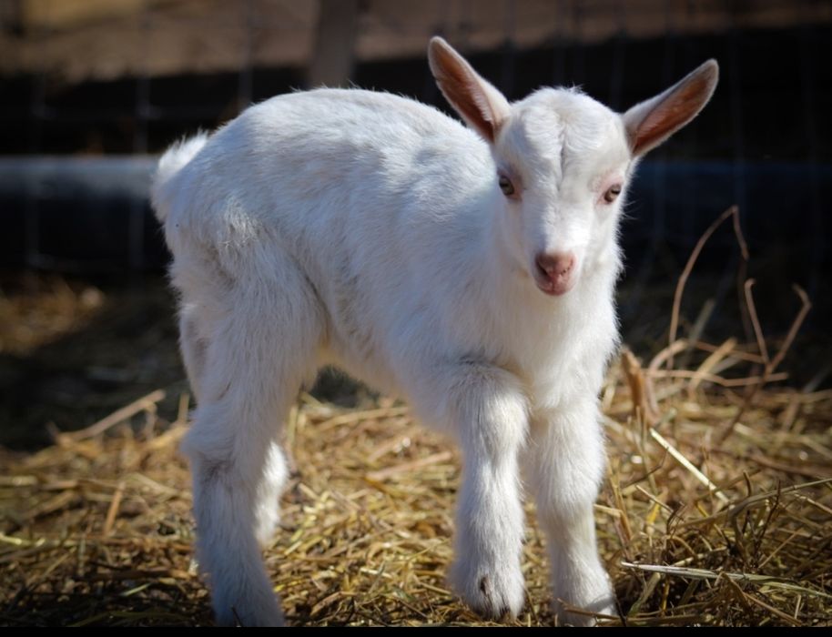 Козлята зааненской породы