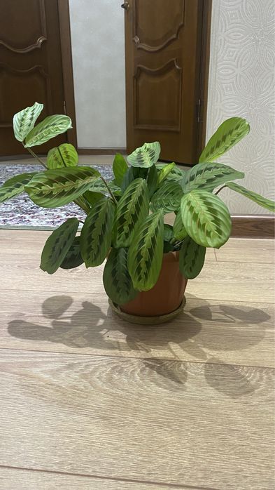 Срочно продам домашние растения!