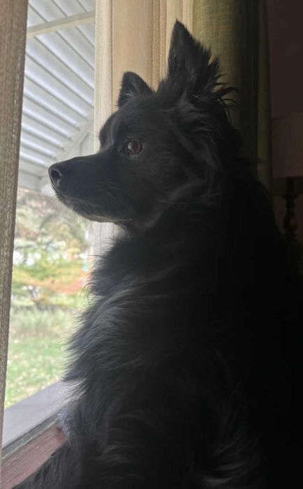 Шпиц - Очарователна черна  женска