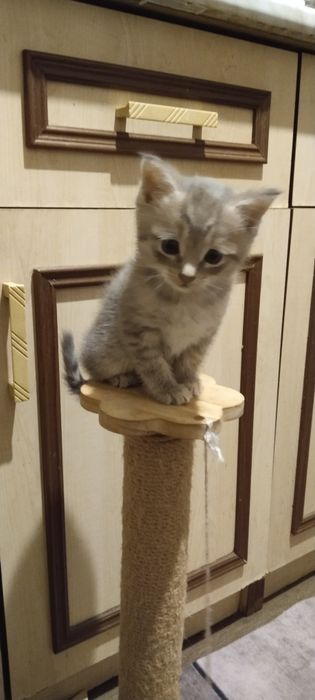 Шотландские котята ...