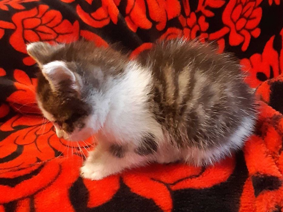 Donez pisoi pentru adoptie