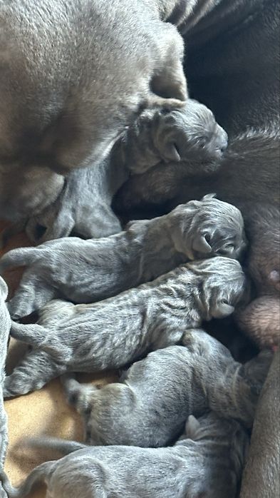 Щенки кане корсо