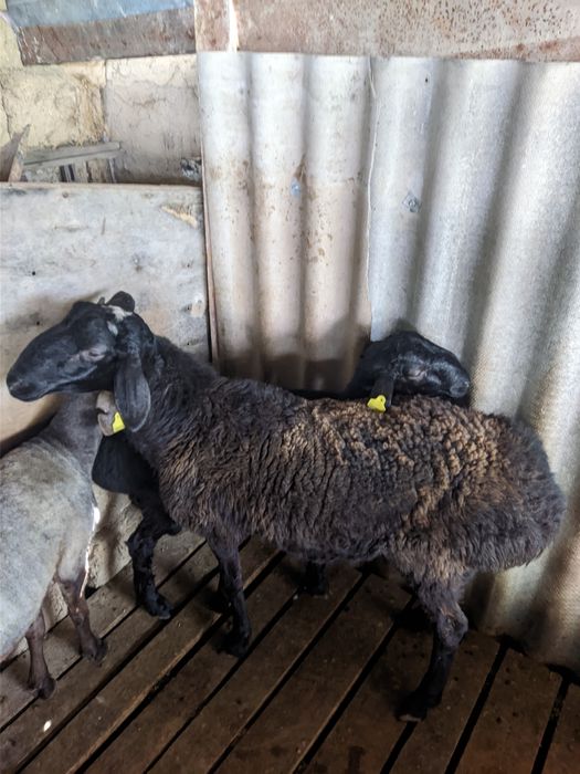 Семіз қойлар тоқтылар