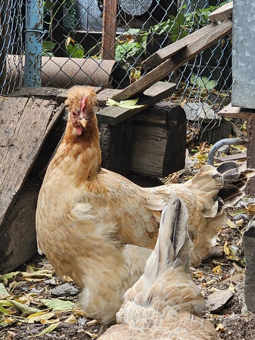Продам кур и петуха