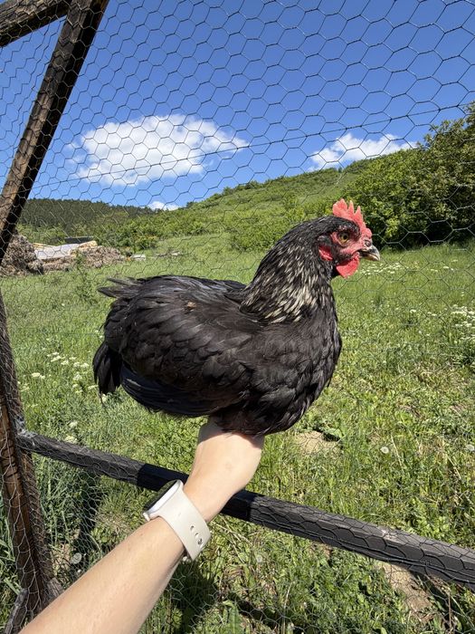 Cocoși tineri de vânzare sau schimb– diferite culori