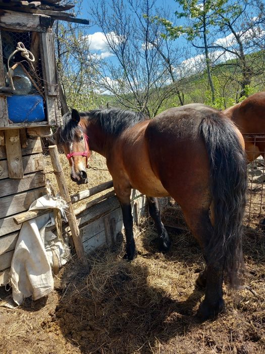 Vand cai de varsta mare
