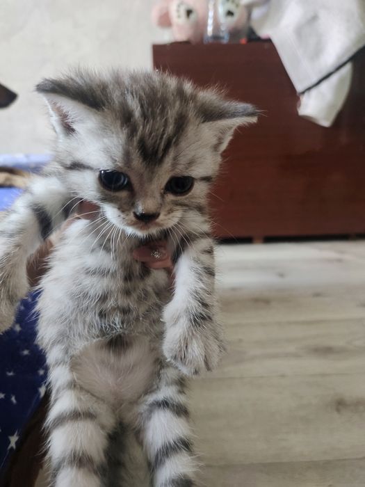 Продам котят, две девочки и два мальчика