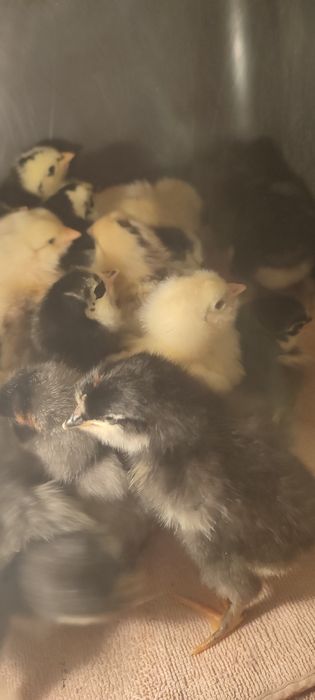 Pui australorp, pui țară