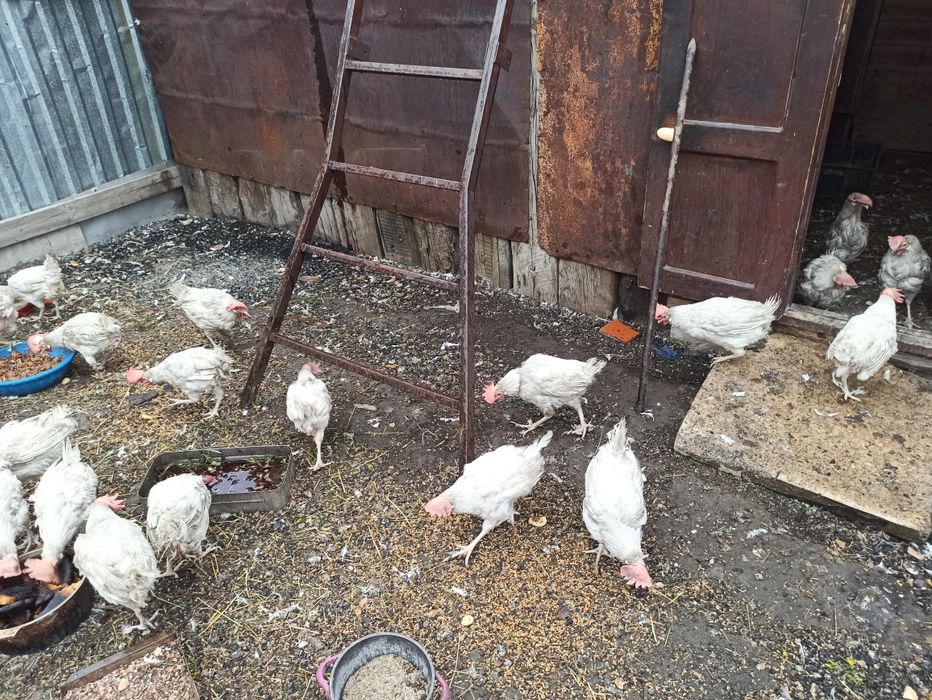 Куры несушки. Продам