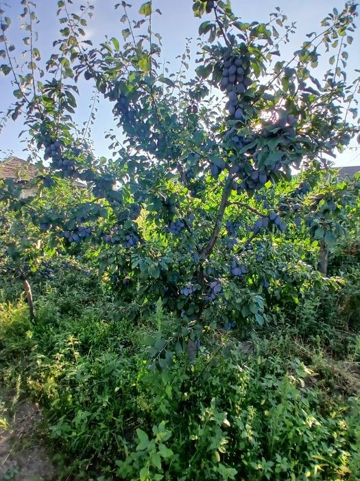 Vând prunde 3 lei kg