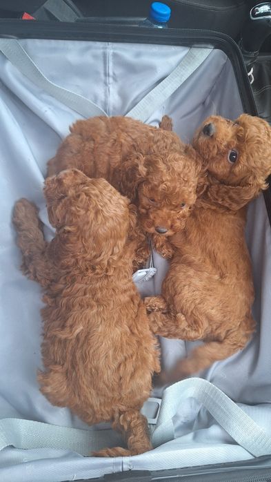 Мини пуделчета /момчета и момичета