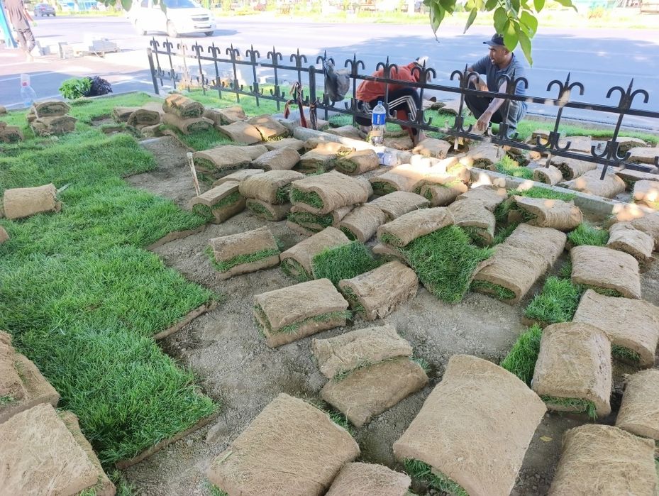 Газон икиш рулонавой чим дарахт мутахасис