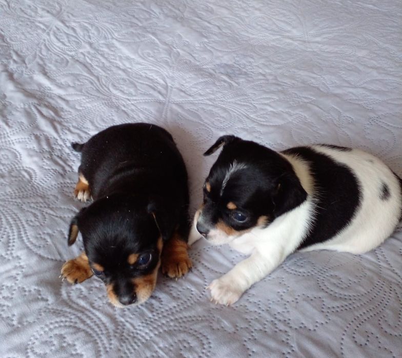 Продам МИНИ той-терьеров