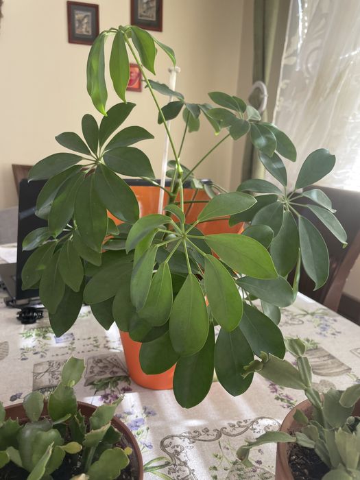 Коледниче в саксия с много вкоренени стръкове