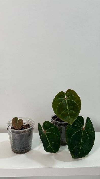 anthurium eureka x besseae aff