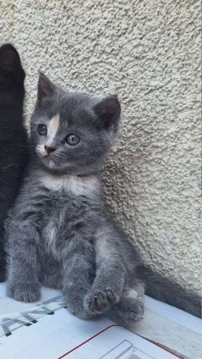 Девляки британские 1.5 мес
