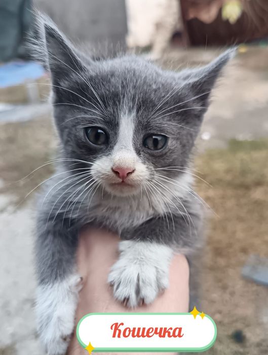 Отдам котят бесплатно