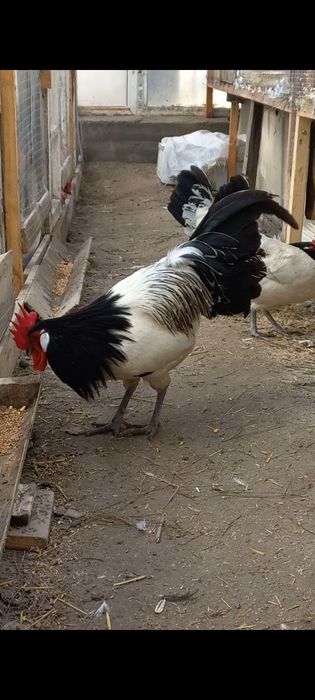 Lakenfelder(Germaniya) tuhumlari sotiladi