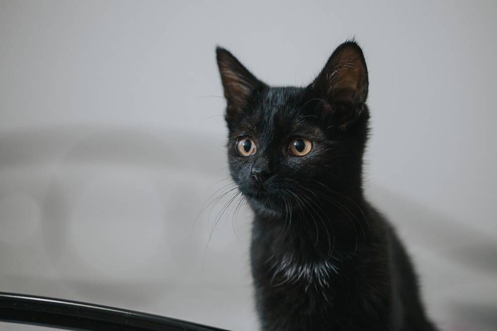 Котенок мальчик -)