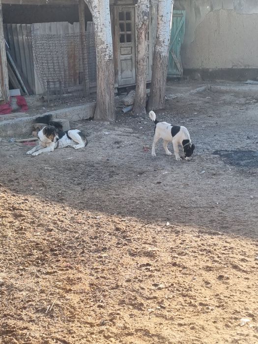 Тобет 4 айлык сатылады