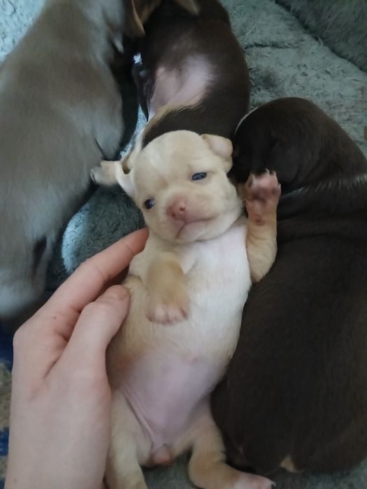 Мини Той Пинчер .