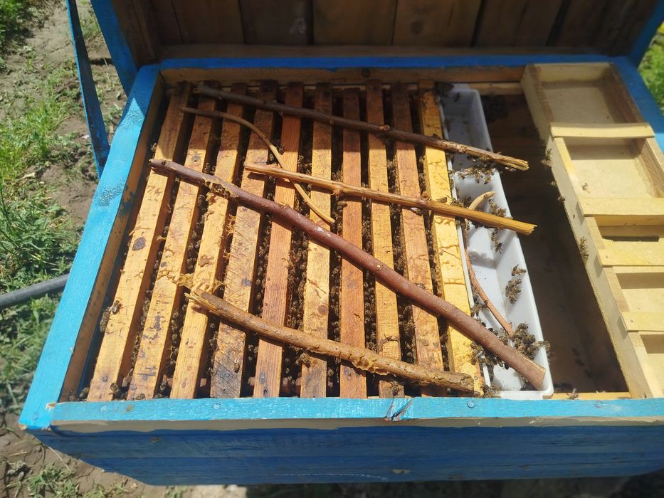 Асал арилар  / 5 оила