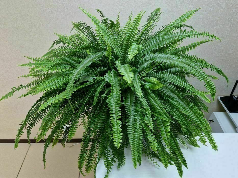 Продам комнатные цветы