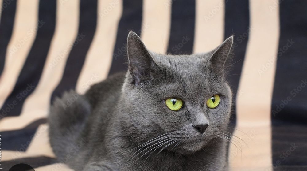 Британская кошка