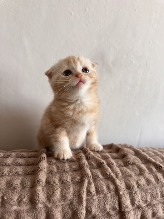 Продам шотландских котят