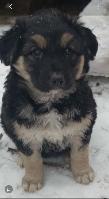 Щенки для вашего дома