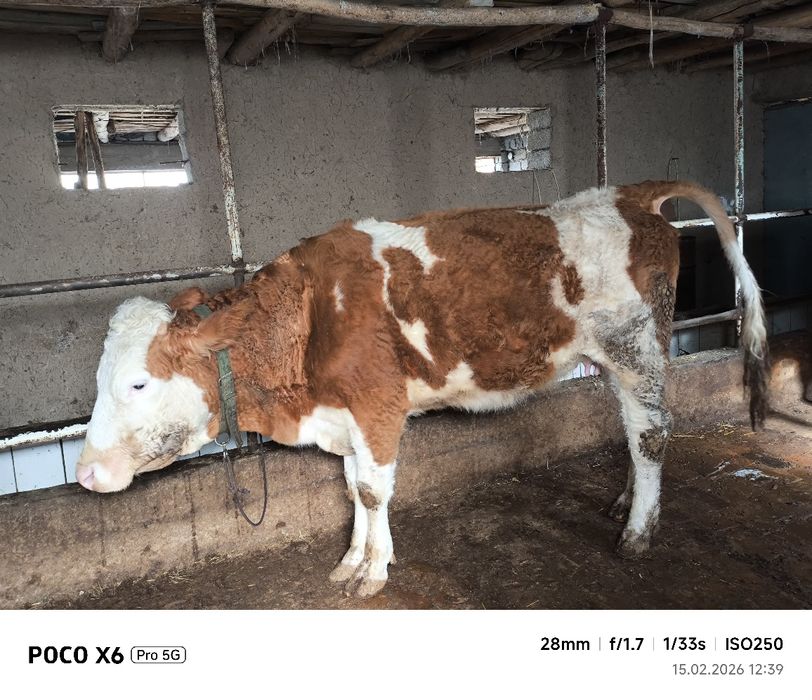 Сигир сотилади. Продаётся корова. Зоти симментал.