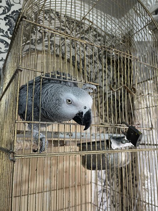 Жаку сотилади мода копайтиришга таёр 7-8 ёшда