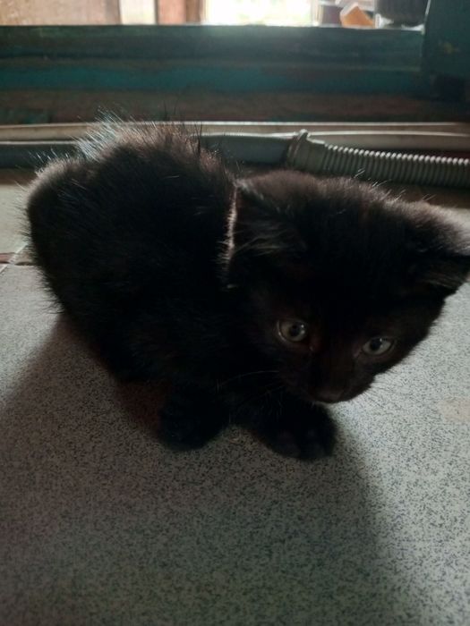 Отдам котят в добрые руки
