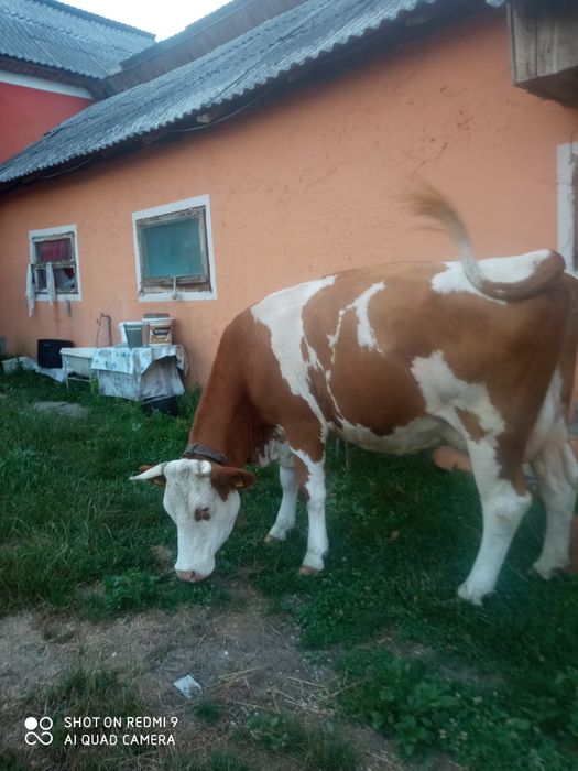 Vând vacă de patru ani