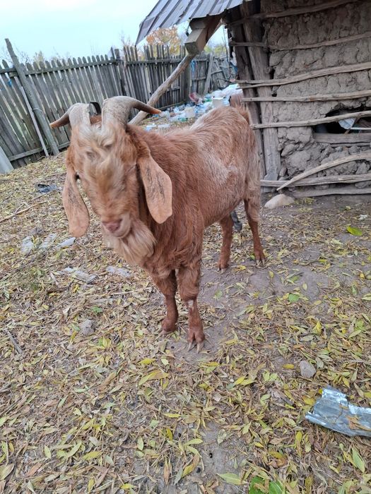 De vânzare țap anglo nubian
