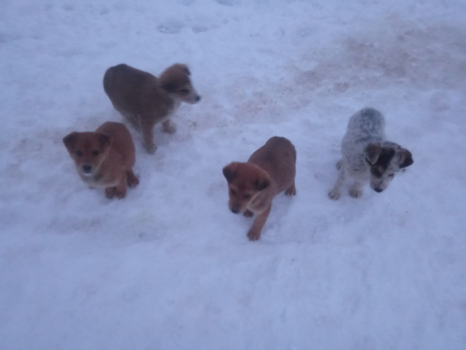 Ищем дом щенкам холодно