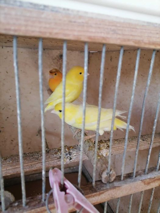 Canari de culoare si cantec