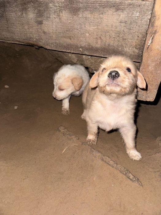 Продам щенят в хорошие руки