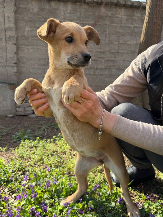 Щенки в добрые руки