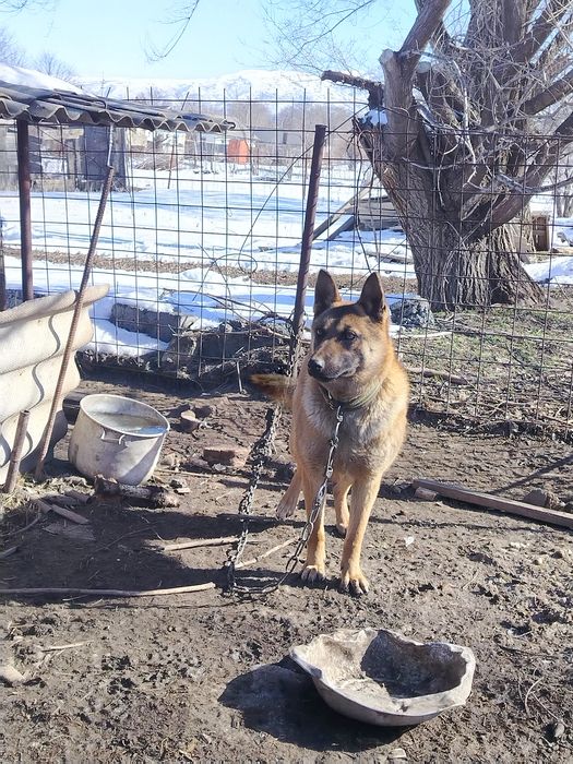 Продам собаку овчарка